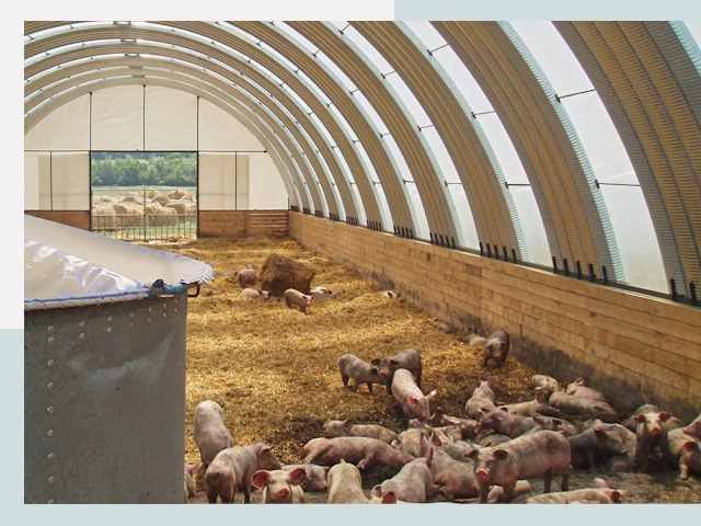 Строительство свинарников в Беслане